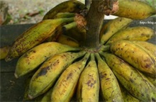 野香蕉百科（原种野香蕉）
