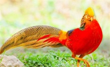 锦鸡百科 锦鸡是什么