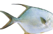鲳鱼百科 鲳鱼是鱼类