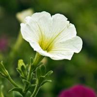 蝴蝶花（蝴蝶花儿歌）