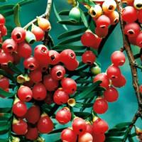 南天竹 南天竹的养殖方法和注意事项怎么养