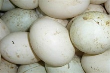 鸭蛋百科 鸭蛋是什么