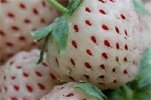 菠萝莓百科（菠萝莓是草莓吗）