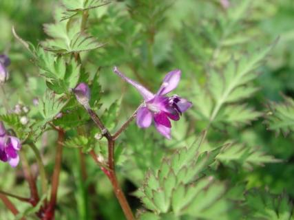 还亮草的传说：清明，正义，自由（还魂草图片）