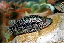 石斑鱼百科 龙纹石斑鱼百科