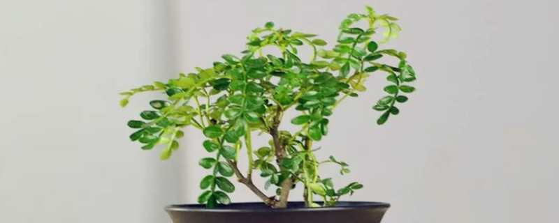 清香木可以水培吗（清香木可以水培吗有毒吗）