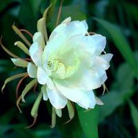 金手指（金手指游戏辅助工具）