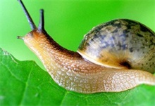 蜗牛百科 亮大蜗牛百科