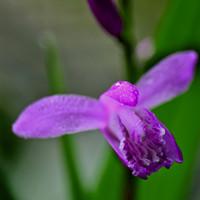 朱兰（朱兰玺）