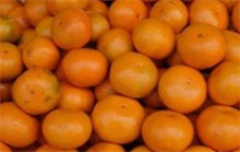 橘子（橘子红了）