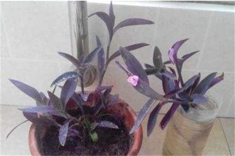紫鸭趾草怎么栽漂亮，六个要点促使生长茂盛