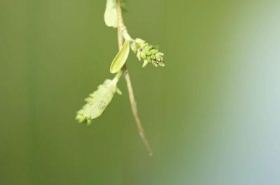 柳枝（柳枝代表什么意思）