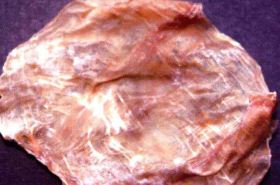 鱼鳔 鱼鳔的功效与作用,鱼鳔是什么,鱼鳔的功效