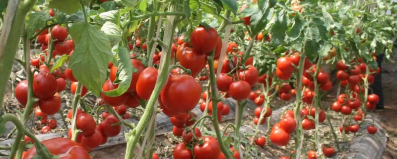 西红柿在南方适合几月份种（在南方西红柿几时可以播种）