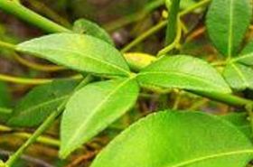 见血飞（见血飞的别名）