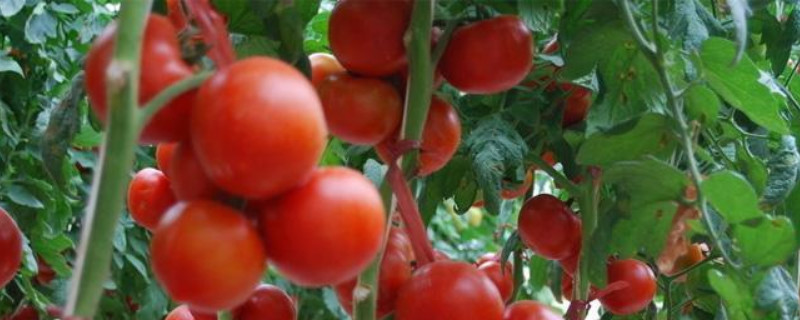 西红柿种子不泡能发芽吗 番茄种子不泡能发芽吗
