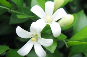 九里香 九里香的作用与功效有哪些