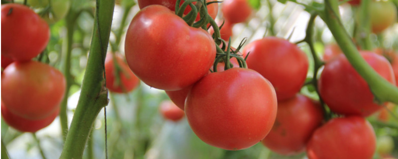 西红柿坐果期怎样浇水 西红柿开花结果期怎么浇水