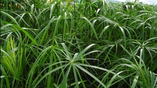 旱伞草有哪些特性 旱伞草属于什么植物