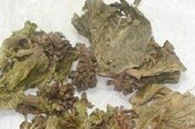 鸡冠花 鸡冠花寓意