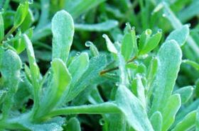 丝毛毛毡草 毛毡草图片