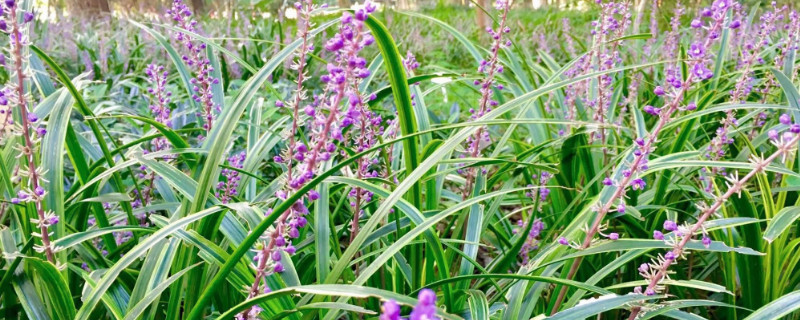 沿阶草花语