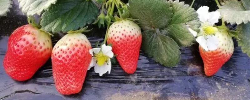 红玉草莓苗品种介绍（红香玉草莓品种介绍）