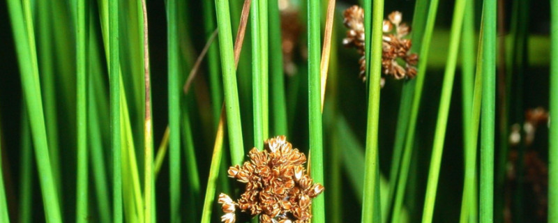 灯芯草能吃吗（灯芯草是吃什么的）