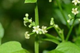 茜草（茜草有毒吗）