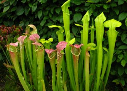 瓶子草怎么养：瓶子草喜光 瓶子草用什么土养