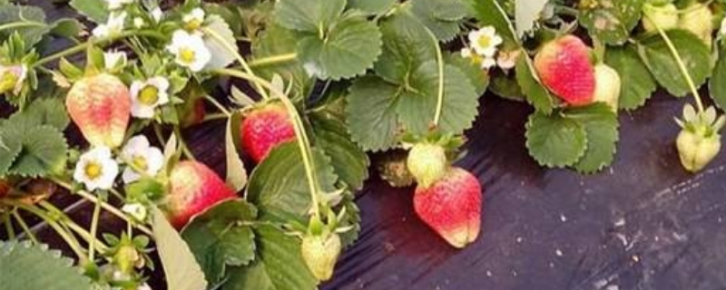 天仙醉草莓品种介绍 天仙醉草莓百度百科