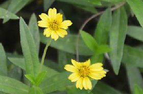 蟛蜞菊 蟛蜞菊是入侵物种吗