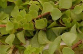 马牙半支 马牙半支的功效与作用,马牙半支的功效,马牙半支的作用