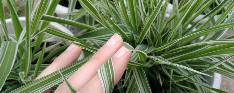 玉带草的功效与作用（玉带草药用功效）