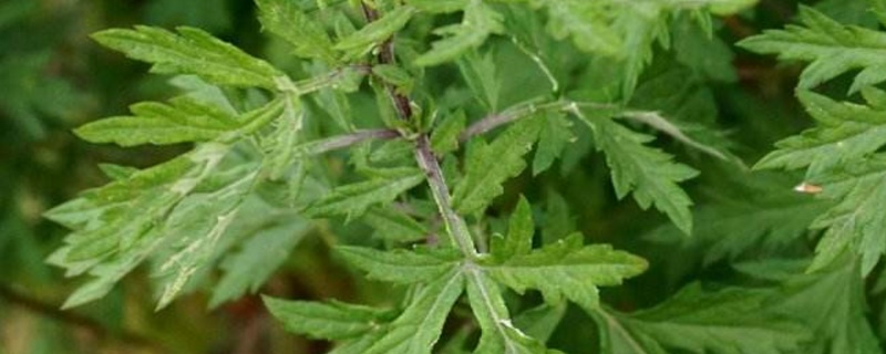 野艾蒿和艾草怎样分别 野艾蒿和野艾草怎样分别