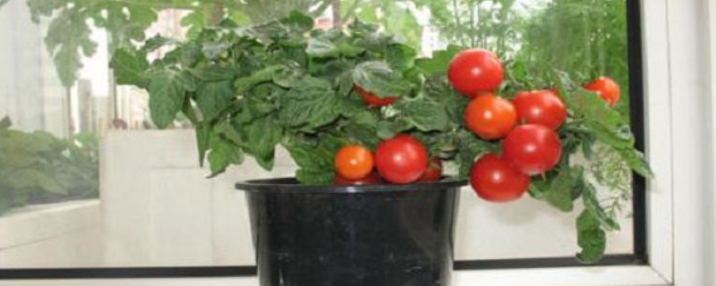 盆栽小西红柿怎么剪枝 盆栽小西红柿怎么剪枝视频