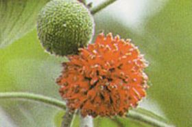 楮实子 楮实子可以吃吗