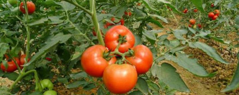 西红柿种植时间季节（西红柿种植的时间）