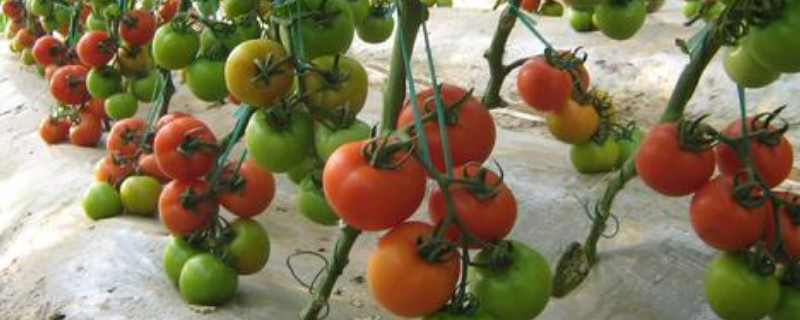 西红柿籽怎么种 新鲜西红柿籽怎么种