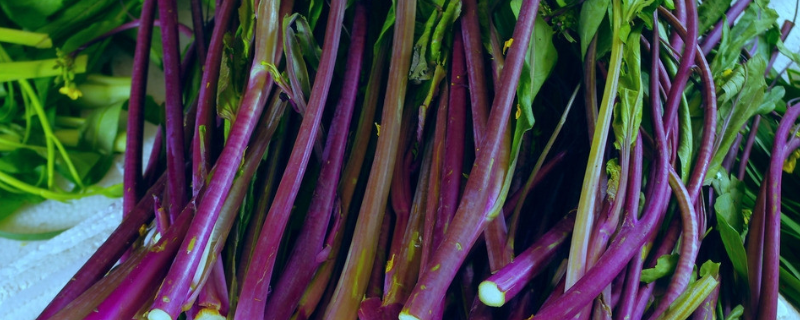 红油菜苔种植时间和方法（红油菜苔几月份种植）