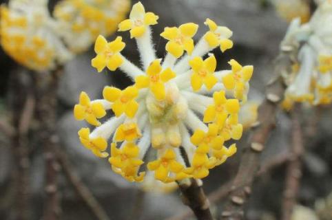 结香花叶子发黄怎么办