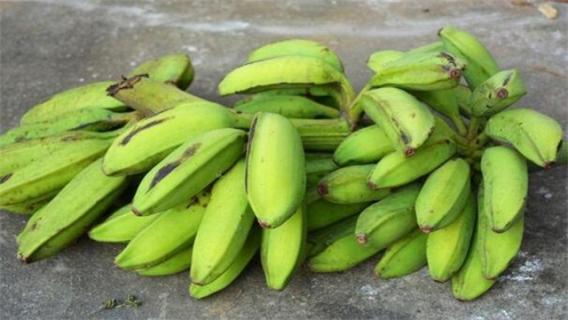 芭蕉和香蕉的区别 芭蕉和香蕉的区别的营养