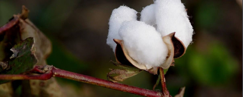 棉花是什么植物（新疆棉花是什么植物）
