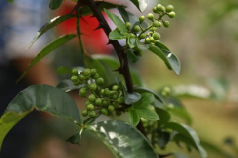 花椒种子怎样种才能出苗