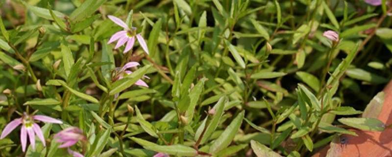 半边莲的阳台种植方法 半边莲的养殖方法