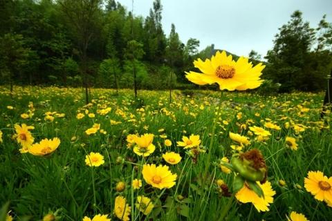 金盏菊田野