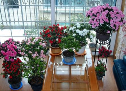哪些植物可以调节室内空气湿度 什么植物可以调节室内湿度