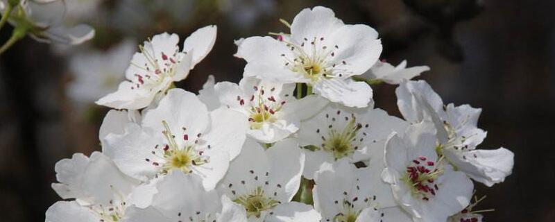 梨花的花语及象征意义 梨花的象征意义是什么