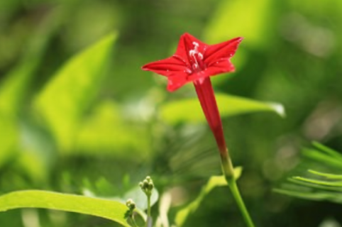 茑萝花的寓意和象征