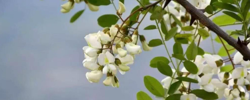 洋槐花的花语和寓意（槐花花语及寓意）